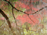 Reflections of Early Spring Buds in Pond, Callaway Gardens, Georgia, USA Photographic Print by Nancy Rotenberg