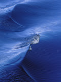Pattern from Wake Behind Boat, Inside Passage, Alaska, USA Fotografie-Druck von Nancy Rotenberg