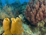 Couple Scuba Diving, Sponge Formations, Half Moon Caye, Barrier Reef, Belize Photographic Print by Stuart Westmoreland