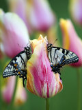 Two Swallowtail Butterflies on Tulip in Early Morning Photographie par Nancy Rotenberg