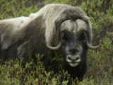 Close-up of Musk Ox in Bushes, Nome, Alaska, USA Lámina fotográfica por Arthur Morris