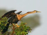 Anhinga Female at the Venice Rookery, Venice, Florida, USA Photographic Print by Arthur Morris