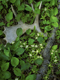 Moose Antler in Bunchberry Flowers at Springtime, Isle Royale National Park, Michigan, USA Photographic Print by Mark Carlson