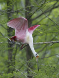 Roseate Spoonbill Stretches to Break off Branch for Nesting Material, Lake Martin, Louisiana, USA Lámina fotográfica por Arthur Morris