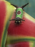 Close-up of Caterpillar on Heliconia Plant, Costa Rica Photographic Print by Nancy Rotenberg