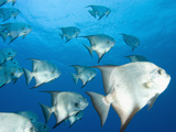 Atlantic Spadefish, Hol Chan Marine Park, Ambergris Caye, Barrier Reef, Belize Photographic Print by Stuart Westmoreland