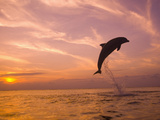 Bottlenose Dolphins, Caribbean Sea Near Roatan, Honduras Photographic Print by Stuart Westmoreland Bottlenose Dolphins, Caribbean Sea Near Roatan, Honduras Photographic Print by Stuart Westmoreland