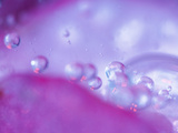 Dew Drops on Flower Petal Abstract Fotografie-Druck von Nancy Rotenberg
