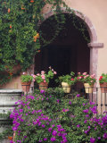 Bougainvillea and Geranium Pots on Wall in Courtyard, San Miguel De Allende, Mexico Photographic Print by Nancy Rotenberg