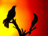 Silhouettes of Great-Tailed Grackles in Courtship Displays, Salton Sea National Wildlife Refuge Photographic Print by Arthur Morris