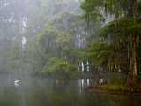 Great Egret Reflected in Foggy Cypress Swamp, Lake Martin, Louisiana, USA Photographic Print by Arthur Morris