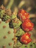 Prickly Pear Cactus in Bloom, Arizona-Sonora Desert Museum, Tucson, Arizona, USA Photographic Print by John & Lisa Merrill