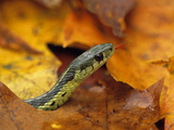 Close-up of Garter Snake in Fall with Tongue Out Lámina fotográfica por Nancy Rotenberg Close-up of Garter Snake in Fall with Tongue Out Lámina fotográfica por Nancy Rotenberg
