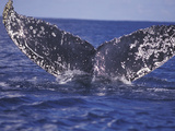 Barnacle-Encrusted Whale Tail Photographie par Amos Nachoum
