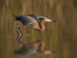 Reddish Egret Reflected in Water and Preparing to Take Off, Ft. Myers Beach, Florida, USA Photographic Print by Ellen Anon