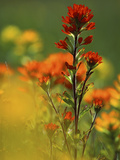 Red Indian Paintbrush Flower in Springtime, Nature Conservancy Property, Maxton Plains Photographie par Mark Carlson