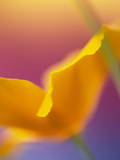 Abstract Close-up of Poppy Flower Photographic Print by Steve Satushek