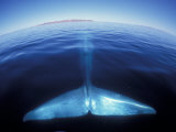 Blue Whale Tail, Baja, California, USA Photographie par Amos Nachoum
