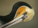 Close-up of Brown Pelican Preening, La Jolla, California, USA Photographic Print by Arthur Morris