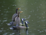 Cormorants on Decoys, Florida, USA Photographie par Nancy Rotenberg