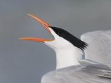 Close-up of Royal Tern Calling, Fort De Soto Park, Florida, USA Lámina fotográfica por Arthur Morris Close-up of Royal Tern Calling, Fort De Soto Park, Florida, USA Lámina fotográfica por Arthur Morris