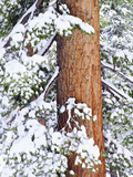 Fresh Snow on Red Fir Trees, Sierra Nevada Mountains, California, USA Photographie par Christopher Talbot Frank