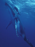 Humpback Whale and Calf, Tonga, South Pacific Fotografie-Druck von Amos Nachoum
