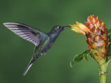 Violet Sabrewing in Flight Feeding on Spiral Ginger, Central Valley, Costa Rica Photographic Print by Rolf Nussbaumer