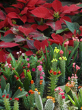 Christmas Poinsettias with Flowering Cactus in Market, San Miguel De Allende, Mexico Fotografie-Druck von Nancy Rotenberg