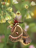 Cecropia Moth on Alium Flowers Fotografie-Druck von Nancy Rotenberg
