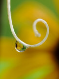 Rain Drop with Flower Reflected Photographic Print by Nancy Rotenberg
