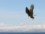 Bald Eagle in Flight with Upbeat Wingspread, Homer, Alaska, USA Lámina fotográfica por Arthur Morris
