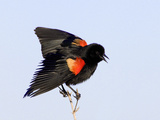 Red-Winged Blackbird Clings to Branch at Sunrise, Merritt Island, Florida, USA Photographie par Jim Zuckerman
