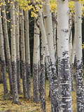 Quaking Aspen in Fall, Rocky Mountain National Park, Colorado, USA Photographic Print by Rolf Nussbaumer