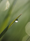 Blade of Grass with Dewdrop Fotografie-Druck von Nancy Rotenberg