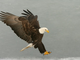 Bald Eagle in Landing Posture, Homer, Alaska, USA Photographie par Arthur Morris
