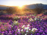 Christopher Talbot Frank - Sand Verbena and Dune Primrose Wildflowers at Sunset, Anza-Borrego Desert State Park, California Fotografická reprodukce Christopher Talbot Frank - Sand Verbena and Dune Primrose Wildflowers at Sunset, Anza-Borrego Desert State Park, California Fotografická reprodukce