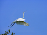 Great Egret Takes Flight from Tree, St. Augustine, Florida, USA Photographic Print by Jim Zuckerman