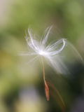 Close-up of Dandelion Seed Blowing in the Wind, San Diego, California, USA Photographic Print by Christopher Talbot Frank