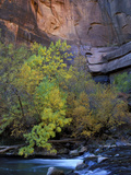 Fall Color on Virgin River, Zion National Park, Utah, USA Photographie par Diane Johnson