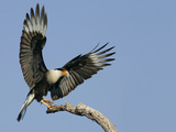 Crested Caracara Landing on Tree Branch, Cozad Ranch, Linn, Texas, USA Lámina fotográfica por Arthur Morris Crested Caracara Landing on Tree Branch, Cozad Ranch, Linn, Texas, USA Lámina fotográfica por Arthur Morris
