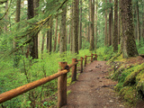Rainforest with Trail, Sol Duc Valley, Olympic National Park, Washington, USA Photographic Print by Jamie & Judy Wild