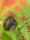 Snail on Fern in Fall, Adirondacks, New York, USA Photographie par Nancy Rotenberg