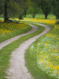 Tracks in Field of Coreopsis Wildflowers Near Brenham, Texas, USA Photographic Print by Darrell Gulin