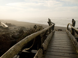 Driftwood Bridge Entrance from Trail, Kalaloch Beach, Olympic National Park, Washington, USA Photographie par Trish Drury