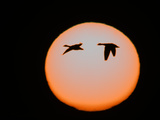 Snow Geese in Flight, Bosque Del Apache National Wildlife Reserve, New Mexico, USA Photographic Print by Arthur Morris