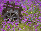 Wooden Cart in Field of Phlox, Blue Bonnets, and Oak Trees, Near Devine, Texas, USA Photographic Print by Darrell Gulin