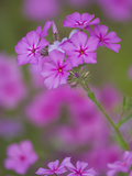 Phlox in Bloom Near Devine, Texas, USA Photographic Print by Darrell Gulin