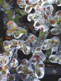Azalea Plants Encased in Ice, Portland, Oregon, USA Lámina fotográfica por Steve Terrill