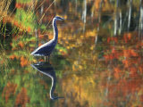 Great Blue Heron in Fall Reflection, Adirondacks, New York, USA Photographic Print by Nancy Rotenberg